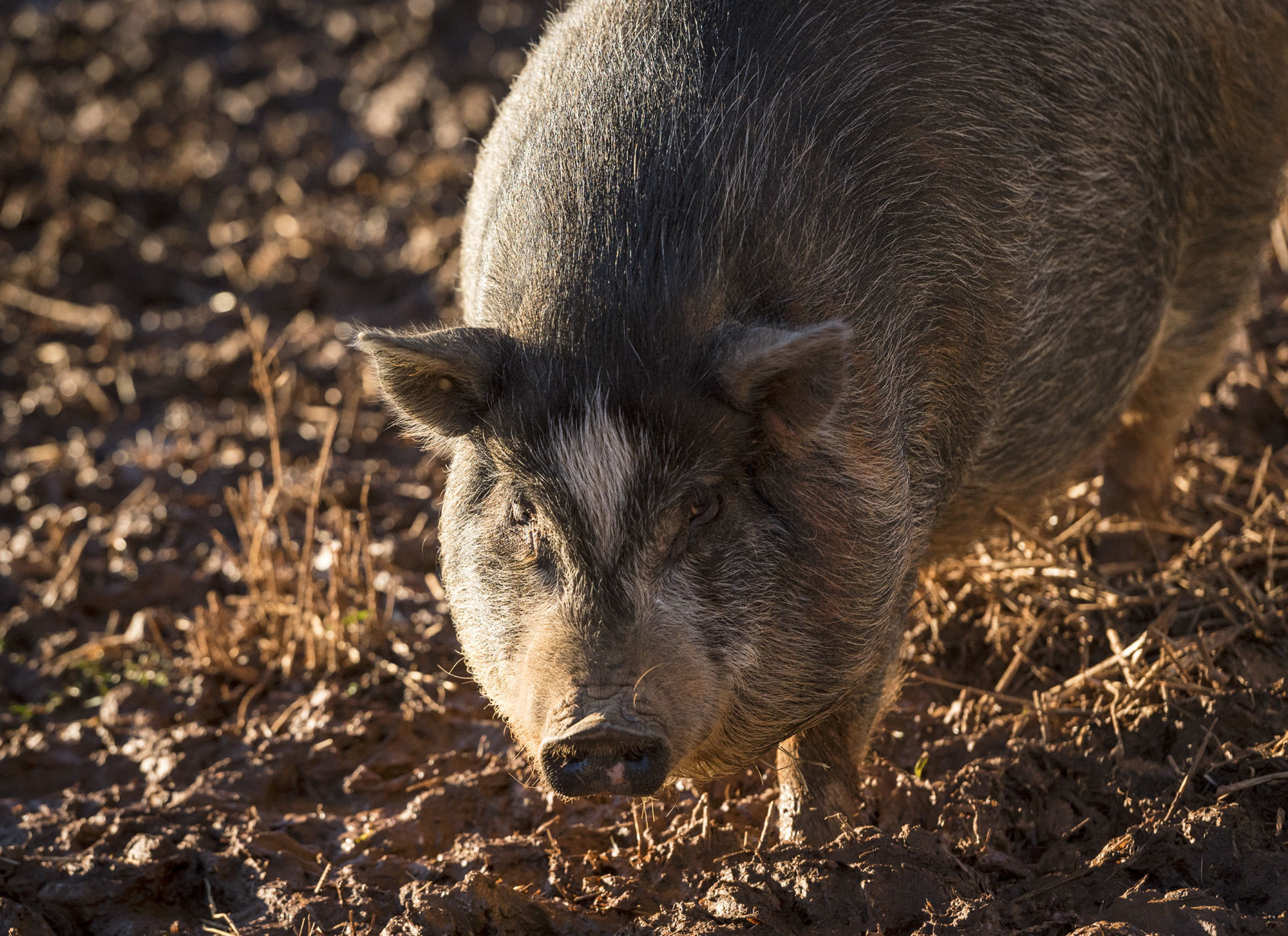 Pigs